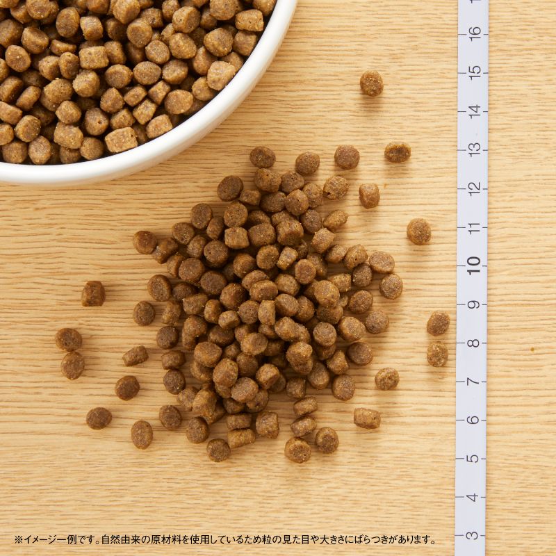ニュートロ キャットフード ワイルドレシピ キトン チキン 子猫用 1kg 穀物フリー グレインフリー 無添加 ナチュラル猫用