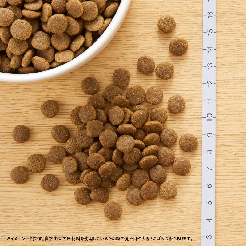 ニュートロ キャットフード ワイルドレシピ アダルト サーモン 成猫用 2kg×8袋セット 穀物フリー グレインフリー 無添加 ナチュラル猫用