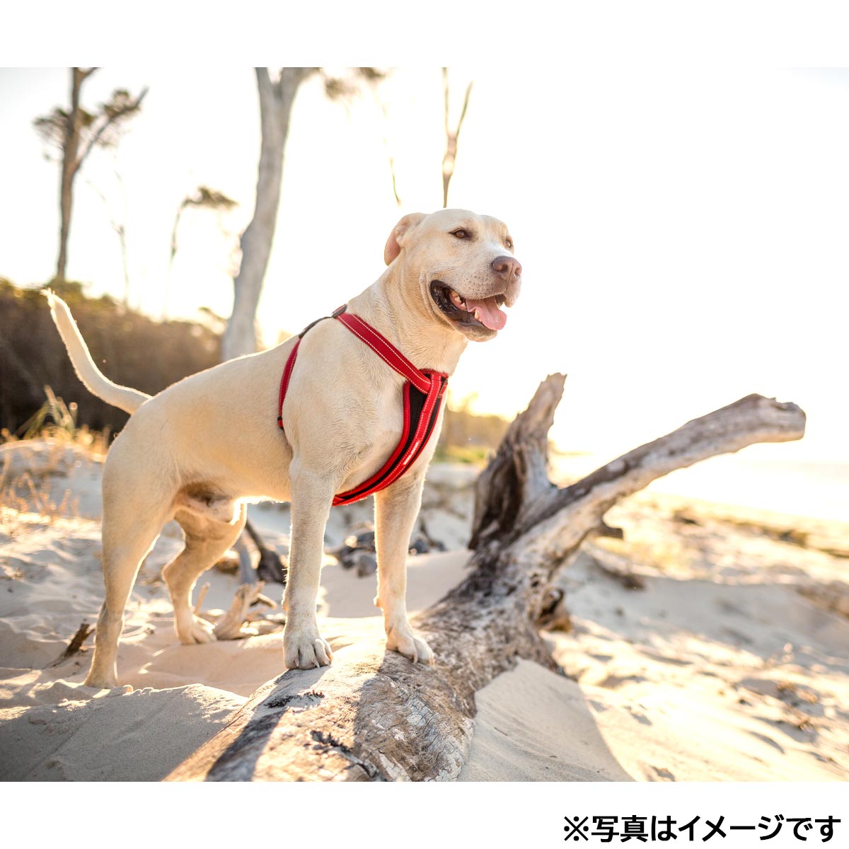 イージードッグ EZYDOG ハーネス M レッド【送料無料】