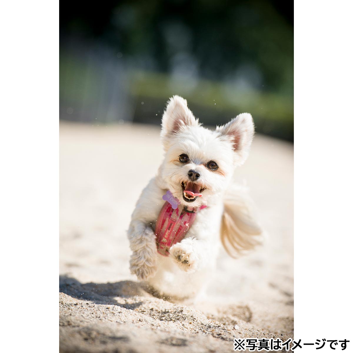 イージードッグ EZYDOG ハーネス S ピンクカモ【送料無料】
