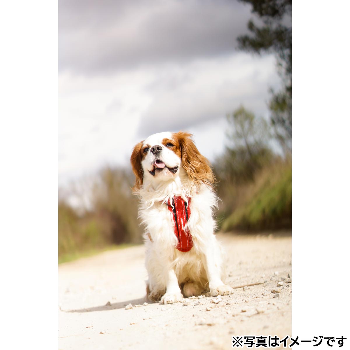 イージードッグ EZYDOG ハーネス S レッド【送料無料】