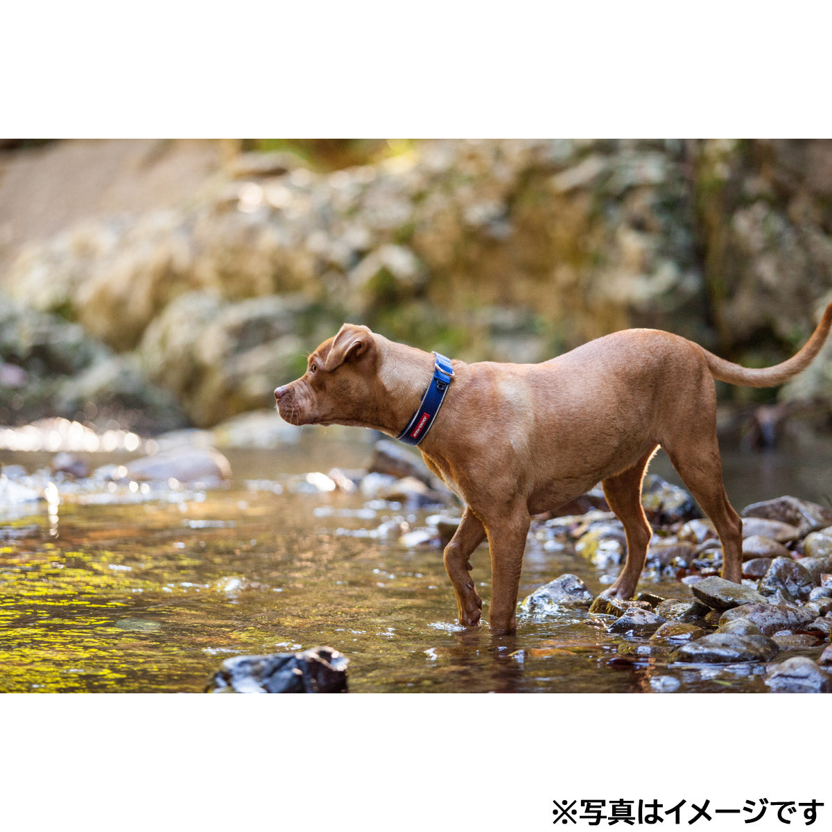 イージードッグ EZYDOG ネオカラー M ピンクカモ