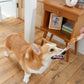 DADWAYPET ダッドウェイペット FAD ファッド レザー＆コットン・トイ ストレッチリング 犬用おもちゃ