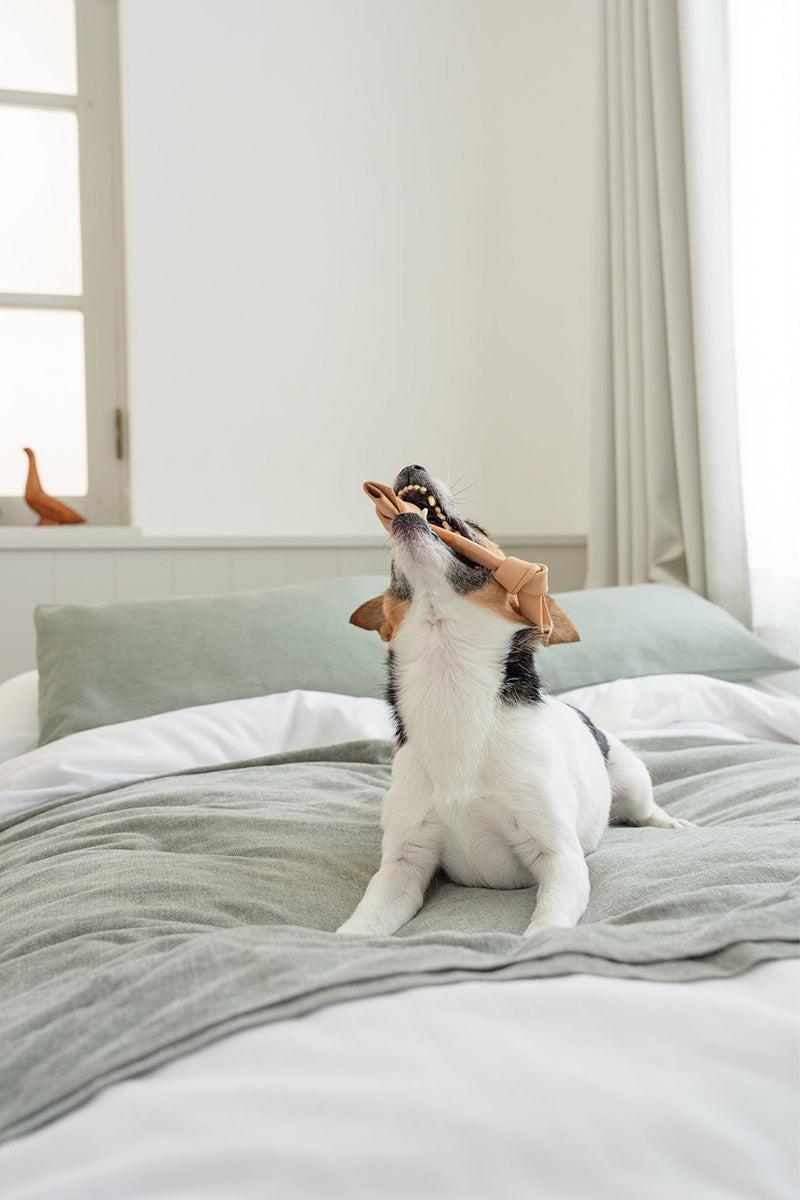 DADWAYPET ダッドウェイペット FAD ファッド レザーボーン 犬用おもちゃ S