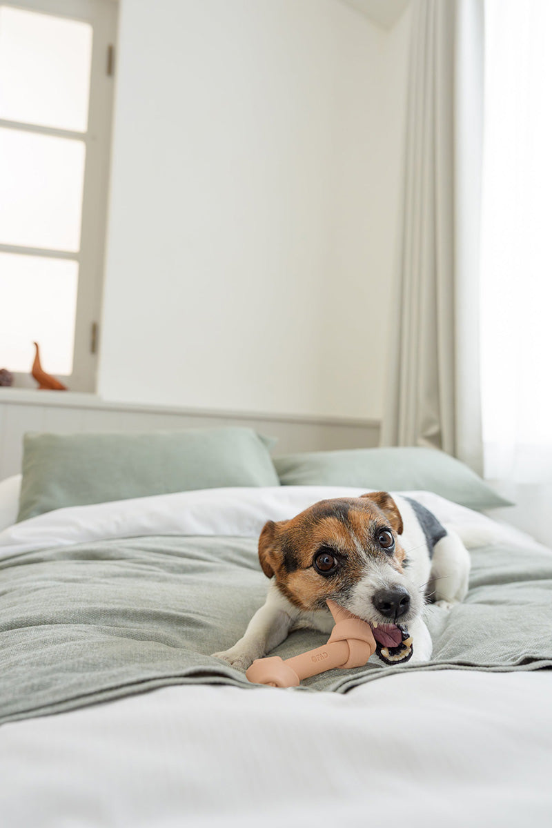 DADWAYPET ダッドウェイペット FAD ファッド レザーボーン 犬用おもちゃ M