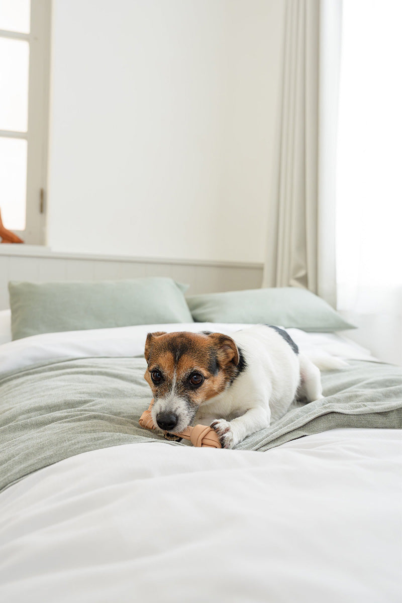 DADWAYPET ダッドウェイペット FAD ファッド レザーボーン 犬用おもちゃ L