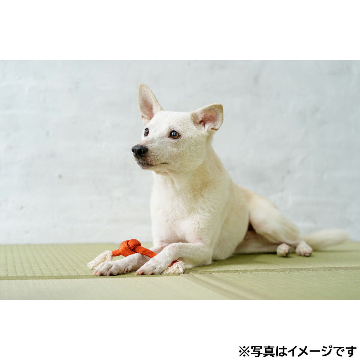 ファッド FAD ナイロン＆コットンロープ S 青藍