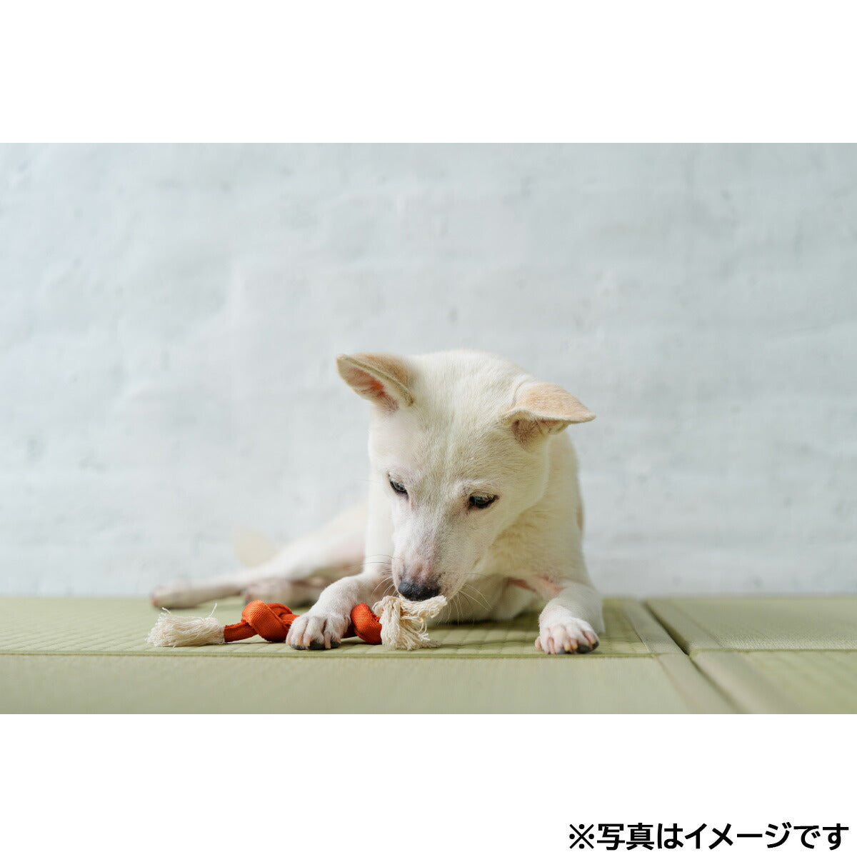 ファッド FAD ナイロン＆コットンロープ S 青藍