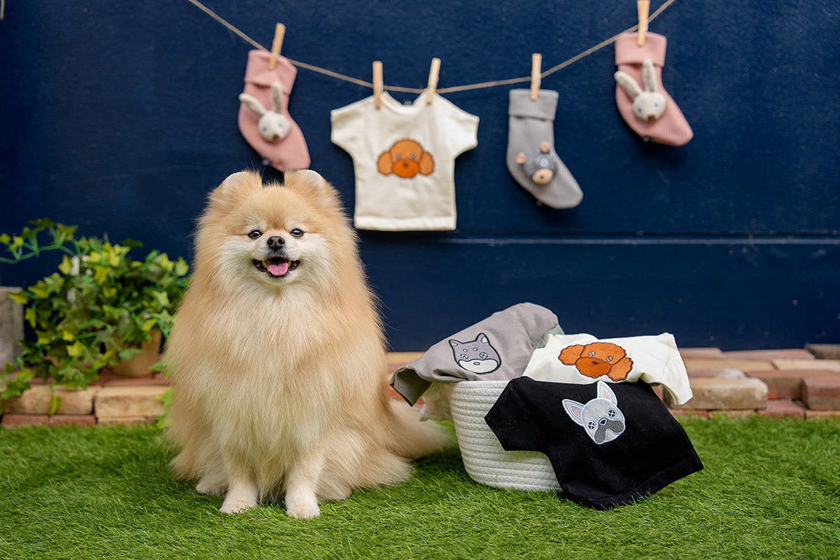 ダッドウェイペット ファッド FAD ノーティードッグ・トイ ソックス ラビット 犬のおもちゃ