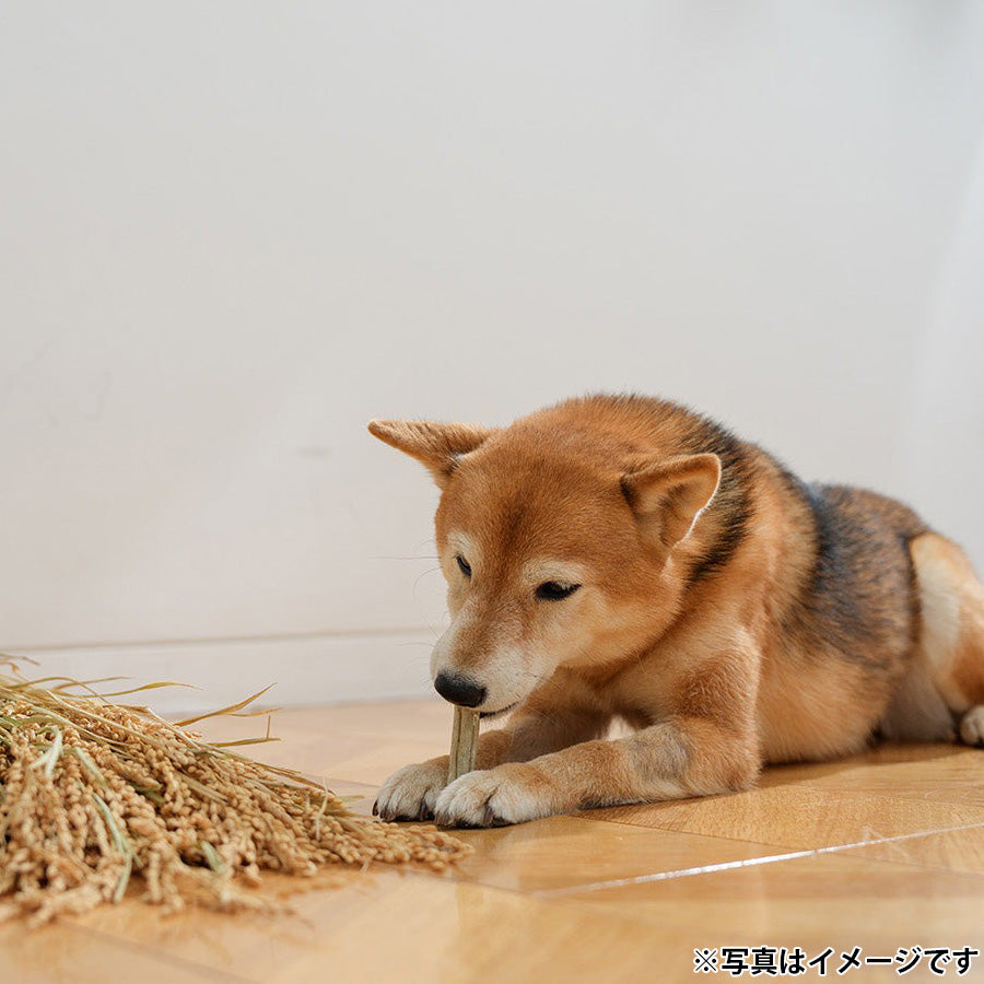 ファッド FAD 乳酸菌スティック 国産 犬用おやつ S 5本
