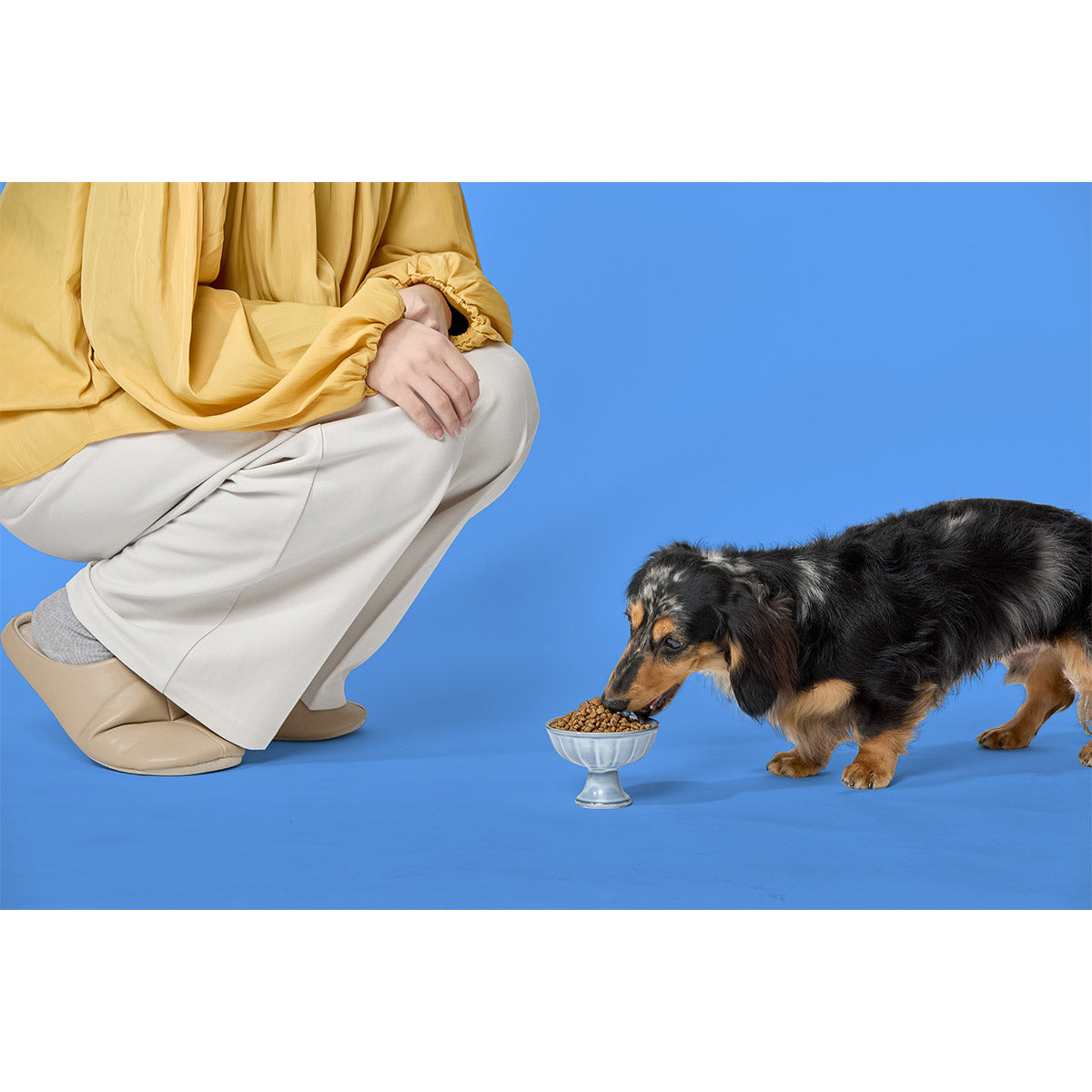 パウレ PAWLE ドッグフード チキン 子犬用 1.8kg×6個セット