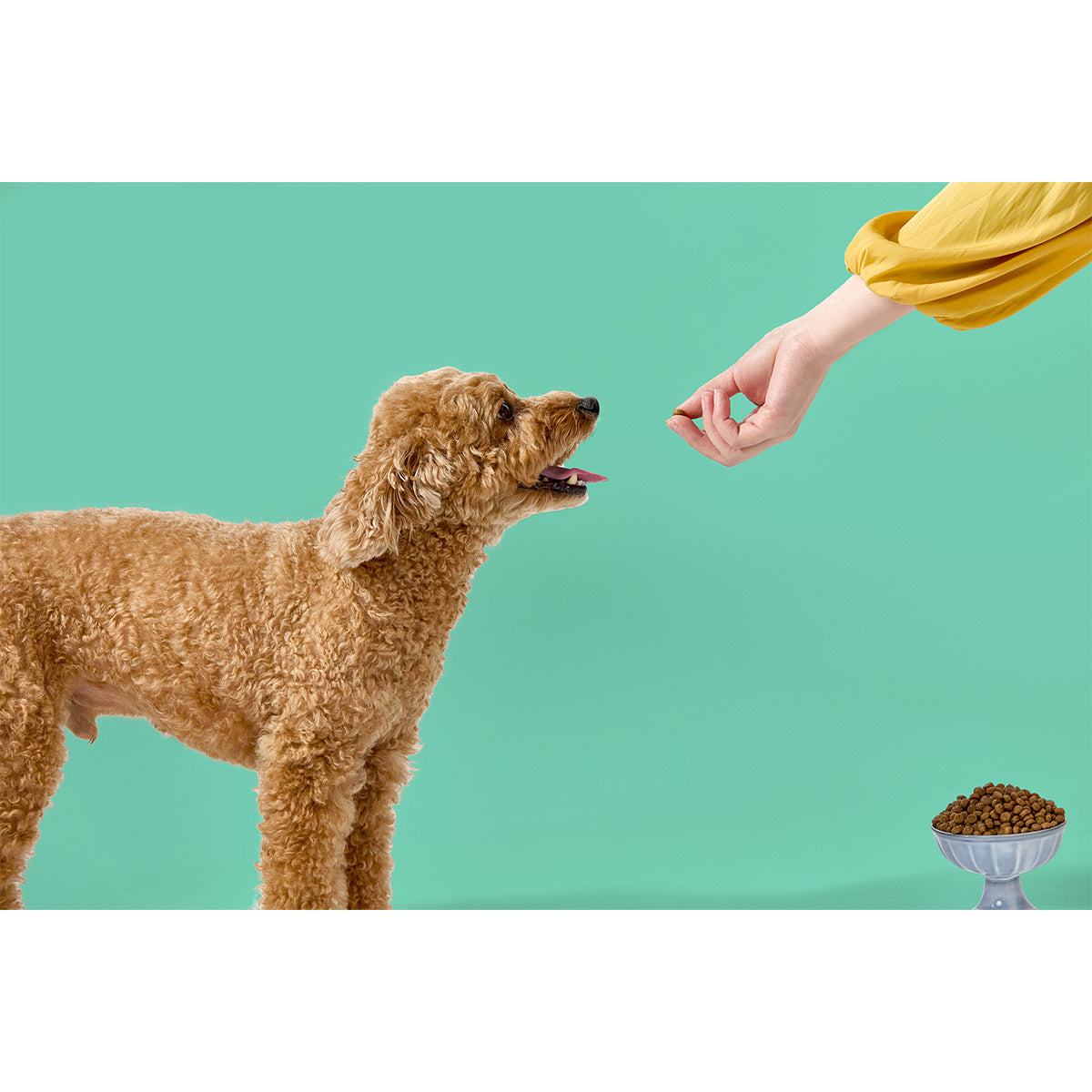 パウレ PAWLE ドッグフード チキン 成犬用 1.8kg×6個セット