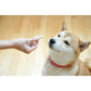 サンユー ジービッツ G-BITS グルコサミンスティック 犬用 75g（約30本）