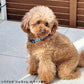 MLB公認 ロサンゼルス ドジャース 大谷翔平選手モデル カラー（首輪） L【送料無料】 犬 野球
