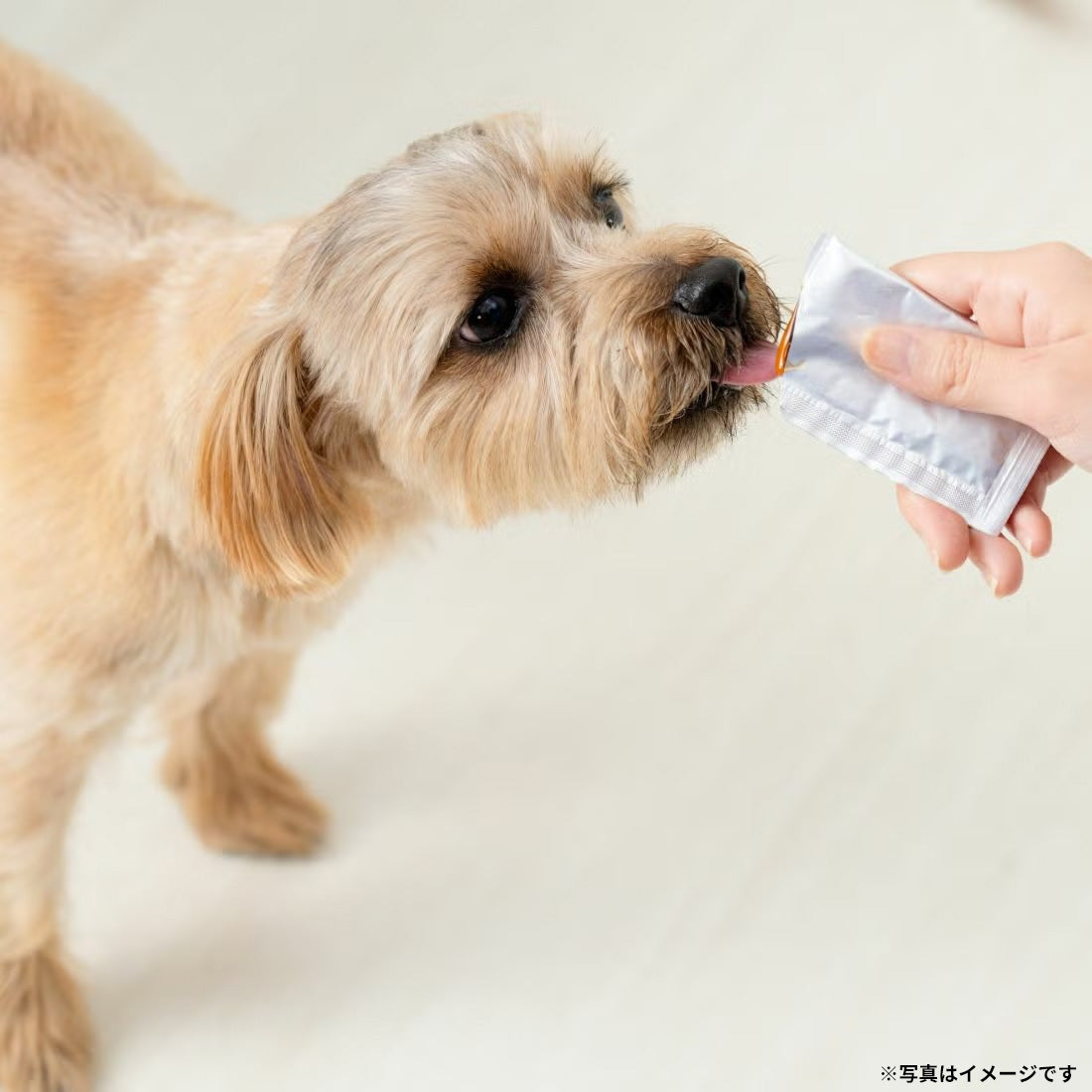 ドットわん ドットわんスープ 15包入り 国産 無添加 犬用品/ペットグッズ/ペット用品