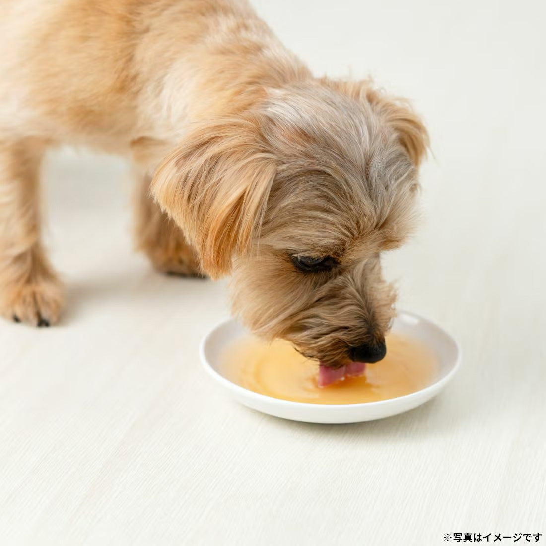 ドットわん ドットわんスープ 5包入り 国産 無添加 犬用品/ペットグッズ/ペット用品