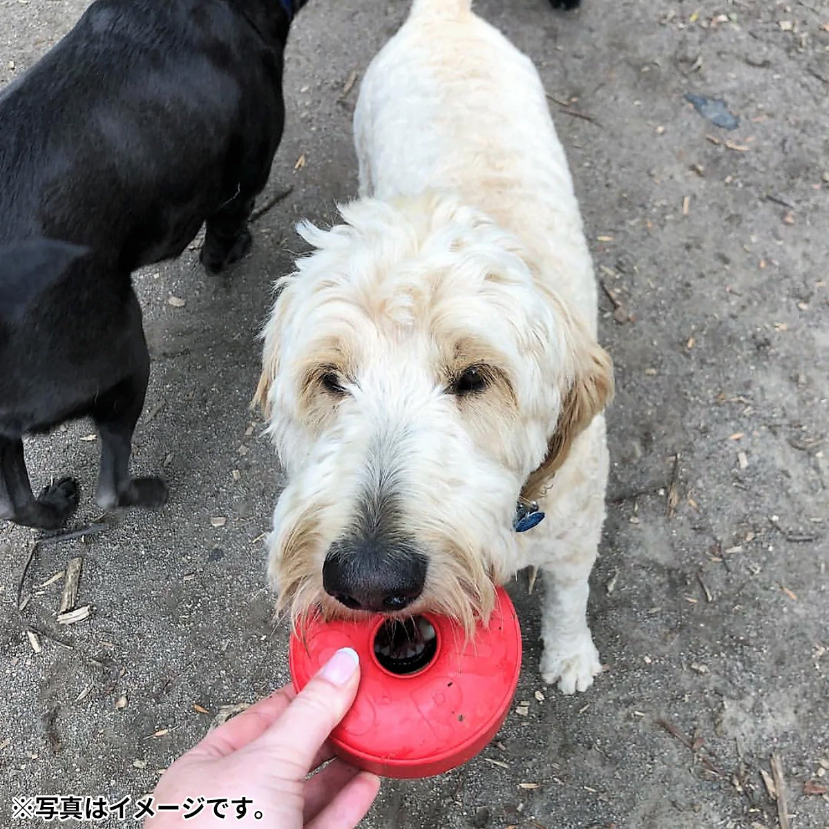 ソダパップ チュートイ＆トリートディスペンサー ライフセーバー L レッド【送料無料】