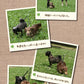 ファンタジーワールド ファンタジーツインリード S 複数飼い 2頭引き