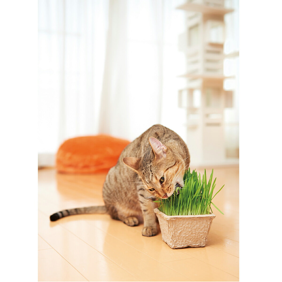 エイムクリエイツ GREEN Labo Dog ＆ Cat grass soil 犬と猫が好きな草の栽培用土 3L