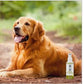 APDC ニーム＆シトロネラスプレー 125ml（A.P.D.C.）（エーピーディーシー） 犬用品/ペットグッズ/ペット用品