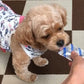 アウレオ Love for Pet （ラブフォーペット） 犬用 βグルカン サプリメント 75mL（5mL×15袋） ベータグルカン 無添加 ジェルタイプ 全年齢