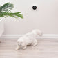 BENTOPAL ベントパル スマートレーザーペットトイ SMART LAZER PET TOY P08【送料無料】 猫じゃらし 電動 猫用おもちゃ 自動