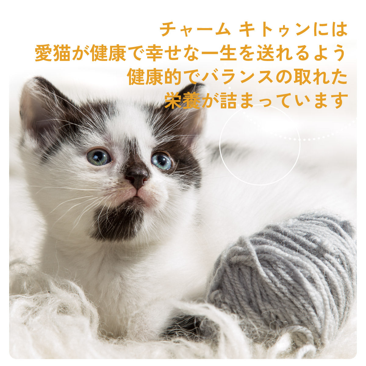 チャーム CHARM キャットフード キトゥン 子猫用 穀物不使用 5.4kg【送料無料】 正規品 無添加 グレインフリー