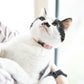 ペタプラス にゃんくるバンド（ちりめん） 猫・小型犬用 ネックバンド M 無地ピンク【送料無料】