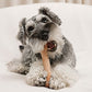 Chew for more Trees（チュウ フォー モア トリーズ） Sサイズ小型犬～中型犬向き 木のおもちゃ 国産 犬用品/ペットグッズ/ペット用品