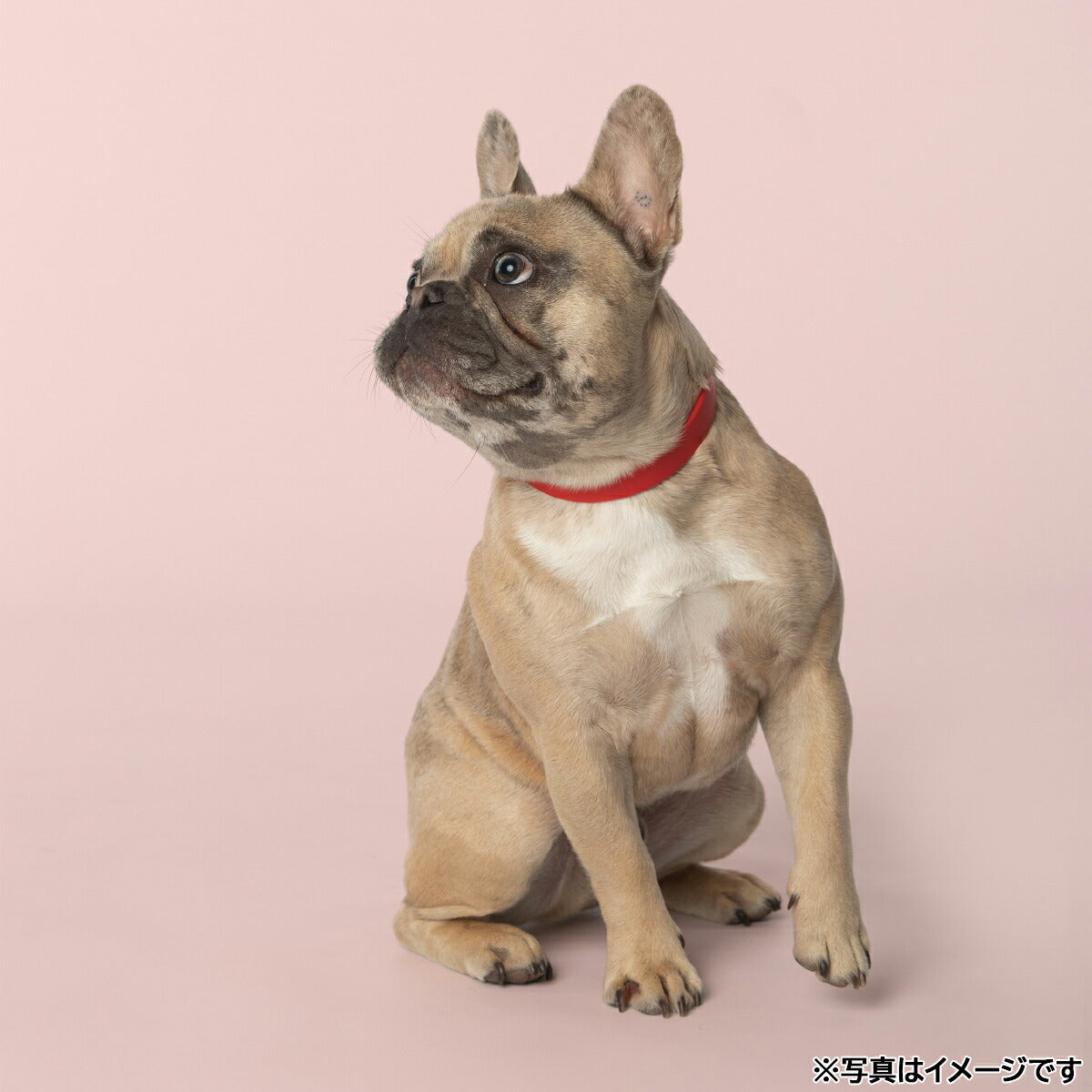 ゴールデンラフ ゴールデンラフカラー M レッド【送料無料】