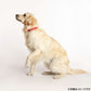 ゴールデンラフ ゴールデンラフカラー L レッド【送料無料】