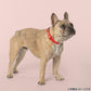 ゴールデンラフ ゴールデンラフカラー L レッド【送料無料】