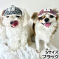 犬の帽子 ガーデンオブエデン パールビジューツィードCAP S ブラック【送料無料】