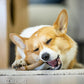 GiGwi パーフェクトアントラー XS 犬のおもちゃ 噛む