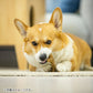 GiGwi パーフェクトアントラー XS 犬のおもちゃ 噛む