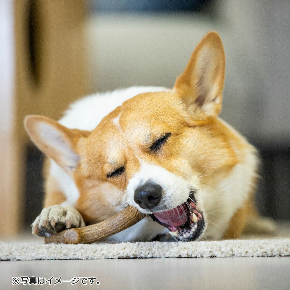 GiGwi パーフェクトアントラー S 犬のおもちゃ 噛む