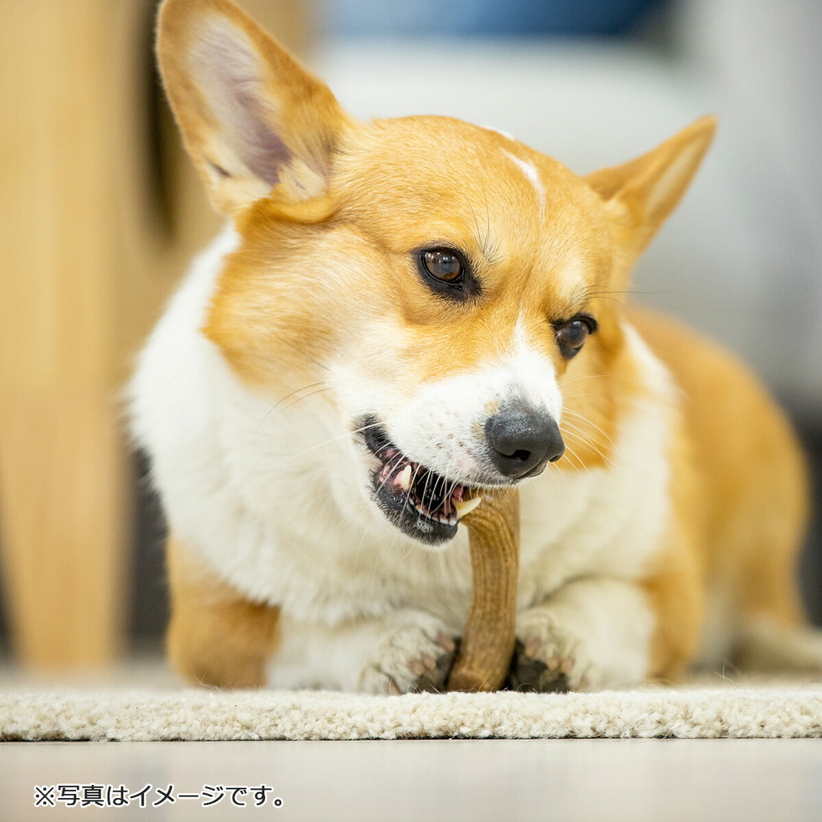 GiGwi パーフェクトアントラー S 犬のおもちゃ 噛む