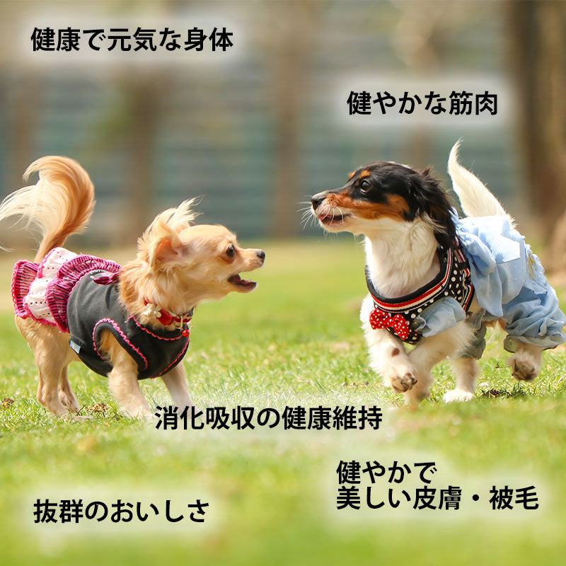 ニュートロ シュプレモ ドッグフード 小型犬用 成犬用 3kg NUTOR ドッグフード 無添加 犬 犬用品 ペット用品 [SP-AD]【NVY】