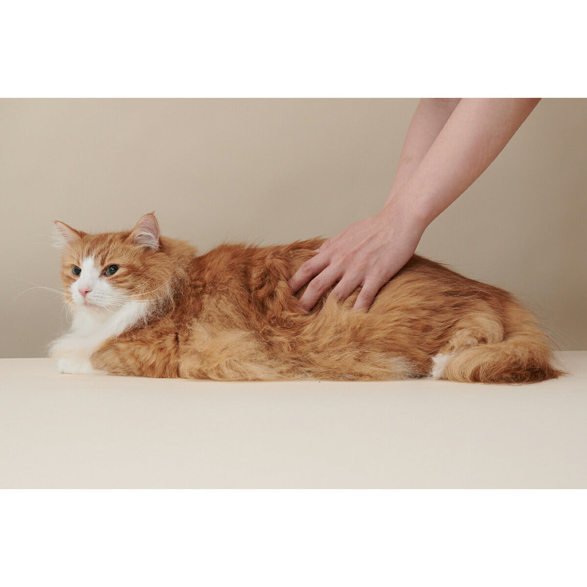 MEDICAT メディキャット スキンケア モイストローション 100ml 猫スキンケア ふけ かゆみ 肌荒れ ドクターズアイテム 日本製 幹細胞 人型セラミド
