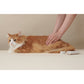 MEDICAT メディキャット スキンケア モイストクリーム 60g 猫スキンケア ふけ かゆみ 肌荒れ ドクターズアイテム 日本製 幹細胞 人型セラミド