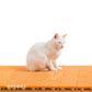 OPPO オッポ necoshiba ネコシバ グリーン 4枚入り 猫 砂取りマット ジョイント トイレ 砂 飛び散り防止 抗菌 樹脂 丸洗い 肉球に優しい