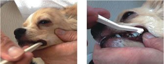 犬口ケア 歯ブラシ 超小型犬～小型犬向き マイクロヘッド 犬用品/ペットグッズ/ペット用品