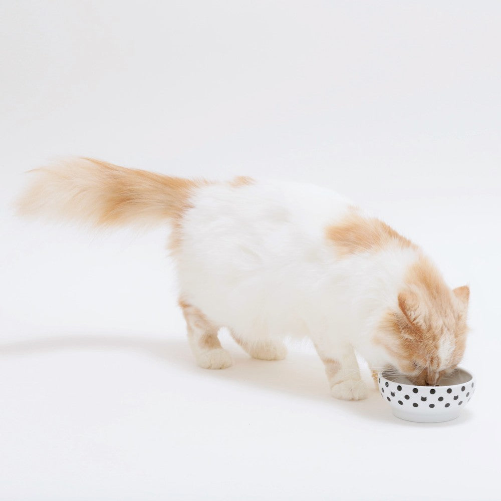 猫壱 ハッピーダイニング フードボウル 水玉 猫 磁器 餌皿 電子レンジOK 食洗機OK