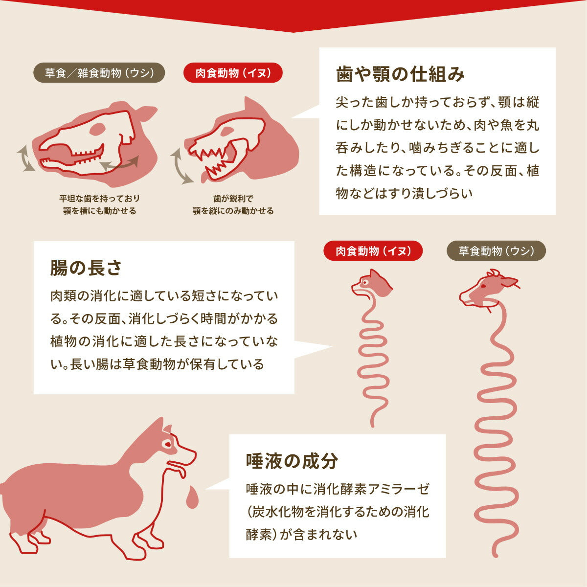 オリジン Orijen ドッグフード オリジナル 全犬種 全年齢用 340g 正規品 無添加