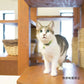 オッポ OPPO ツナゴ TUNAGO エンビ―キャットカラー ENVY Cat Collar ジグザク パープル