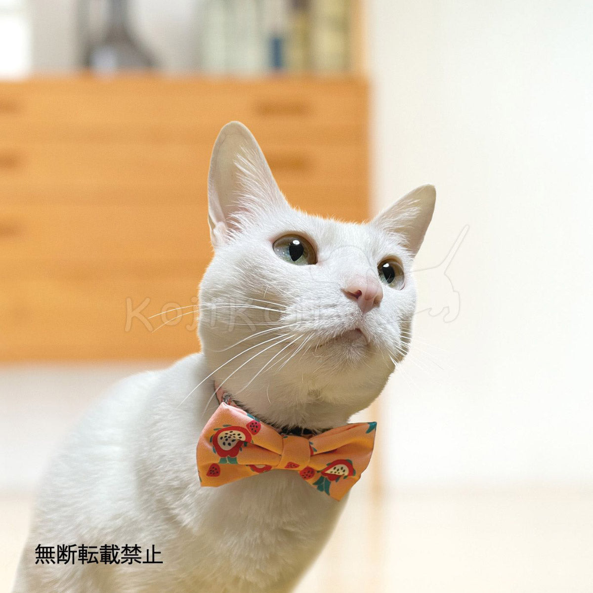 オッポ OPPO ツナゴ TUNAGO エンビ―キャットカラーセット ENVY Cat Collar Set ナッツ ブラウン