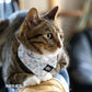 オッポ OPPO ツナゴ TUNAGO エンビ―キャットカラーセット ENVY Cat Collar Set マーメイド ブルー