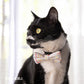 オッポ OPPO ツナゴ TUNAGO エンビ―キャットカラーセット ENVY Cat Collar Set ビタミン ブルー