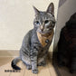 オッポ OPPO ツナゴ TUNAGO エンビ―キャットカラーセット ENVY Cat Collar Set ドット パステル