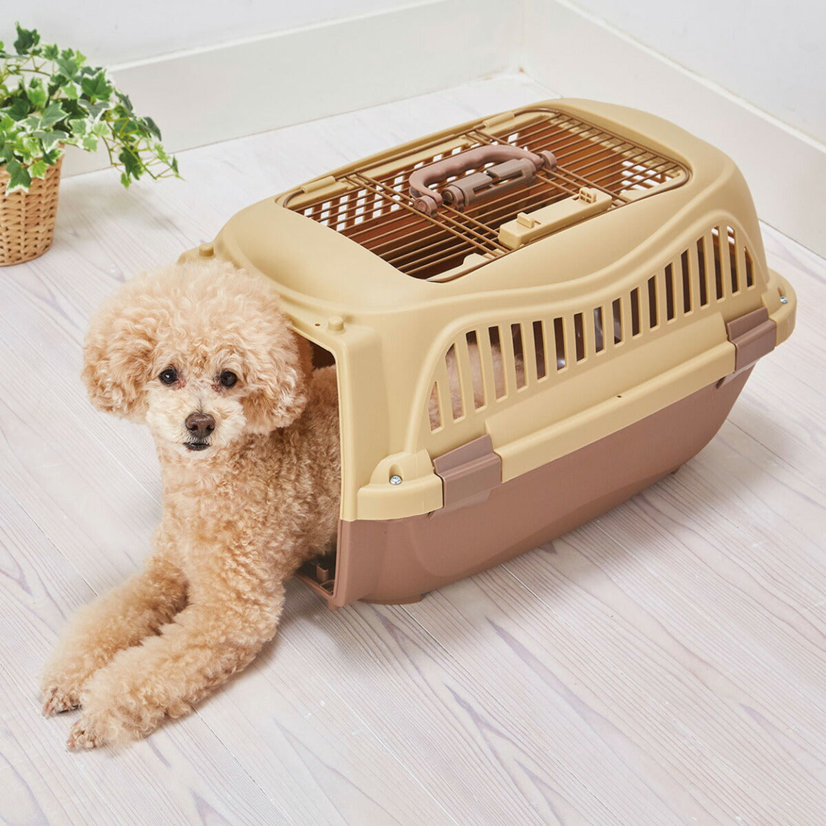 ペティオ ハウスにしやすい2ドアスマイルキャリープラス M モカブラウン【送料無料】 ハードキャリー クレート 犬 猫 小動物